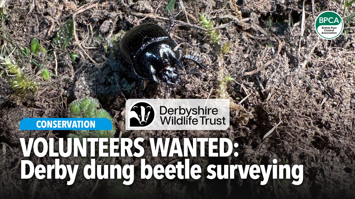 dung-beetle-survey-derbyshire-wildlife-trust-hero dung-beetle-survey-derbyshire-wildlife-trust-hero